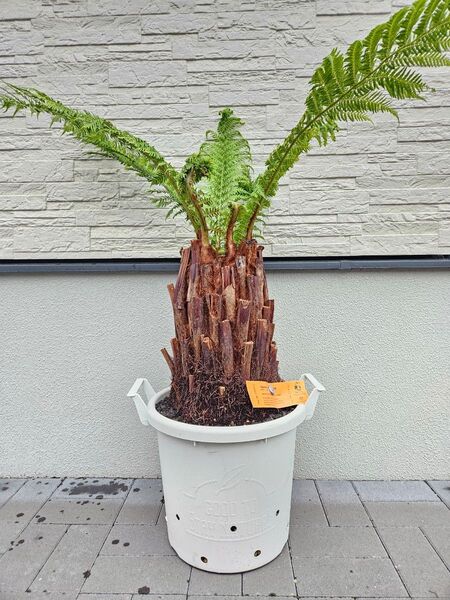 ディクソニア アンタルクティカ