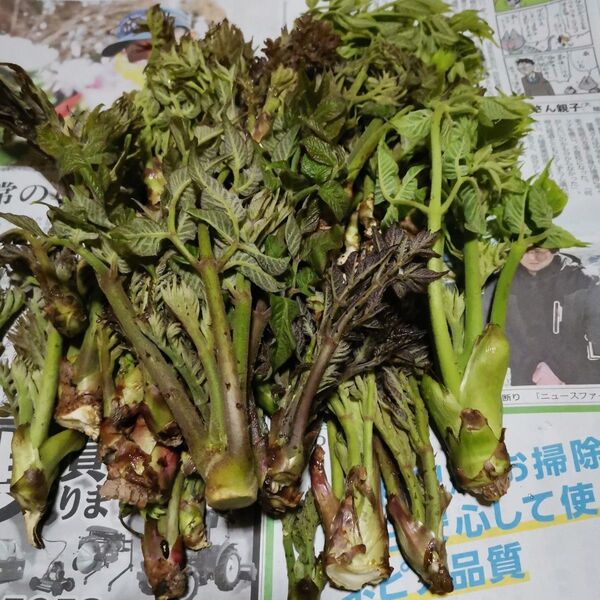 岩手県産 タラの芽 450g以上