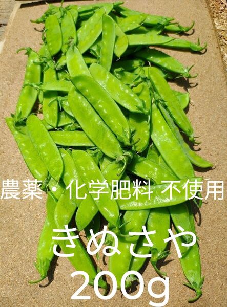 農薬不使用 化学肥料不使用 さやエンドウ 絹さや キヌサヤ 200g 家庭菜園 自然栽培