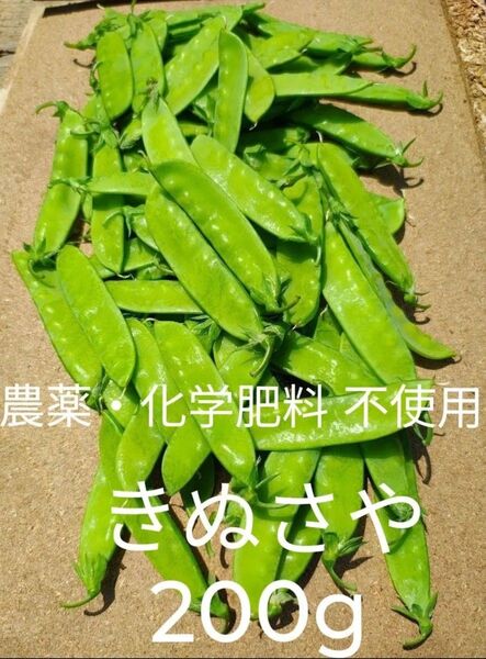 農薬・化学肥料不使用 さやエンドウ 絹さや キヌサヤ 200g 家庭菜園