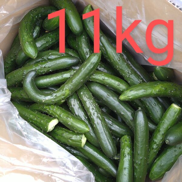 新鮮な訳ありきゅうり 11kg 農家直送
