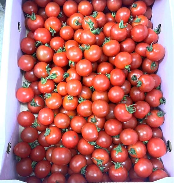 完熟ミニトマト 甘い ミニトマト 熊本産 2kg 常温発送 新鮮野菜 プチトマト