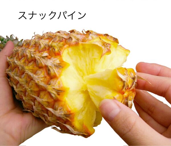 パイナップル 沖縄産 手でちぎって食べる スナックパイン 選べる容量! お試し 家族用・業務用まで対応)