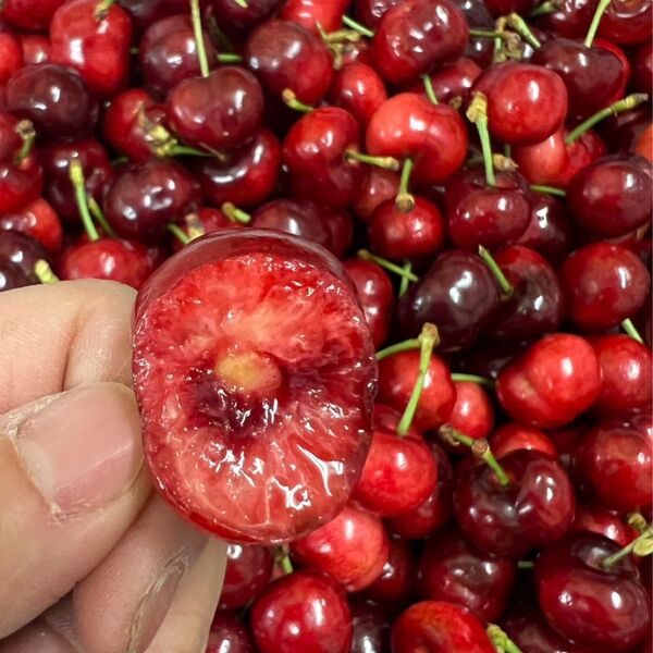 アメリカチェリー チェリー さくらんぼ 1kg(箱抜き) 常温発送