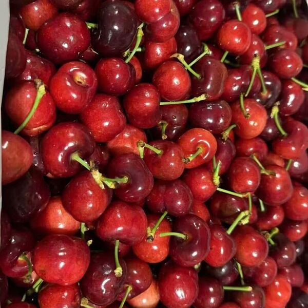 初売り アメリカチェリー 大粒 9号 欲張り 500g 美味しい チェリー さくらんぼ