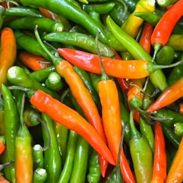 辛口 韓国青唐辛子 訳あり 2kg 新鮮野菜