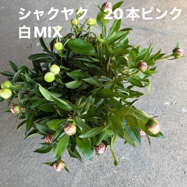 シャクヤク 切花 20本40cmピンク白MIX