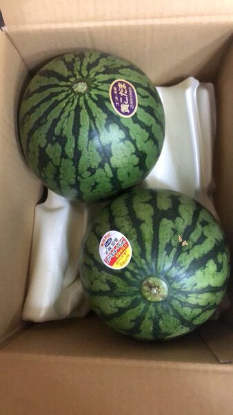 501.数量限定薄皮小玉黄肉クリーム西瓜1玉+小玉赤肉西瓜1玉箱込み約2.5kg前後
