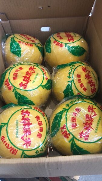 557.数量限定 晩白柚ザボン チャンドラ 6玉入り 玉数品種色おまかせ