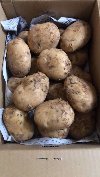 564.お買い得数量限定新じゃがいも箱込み5kg 2L〜4Lサイズ