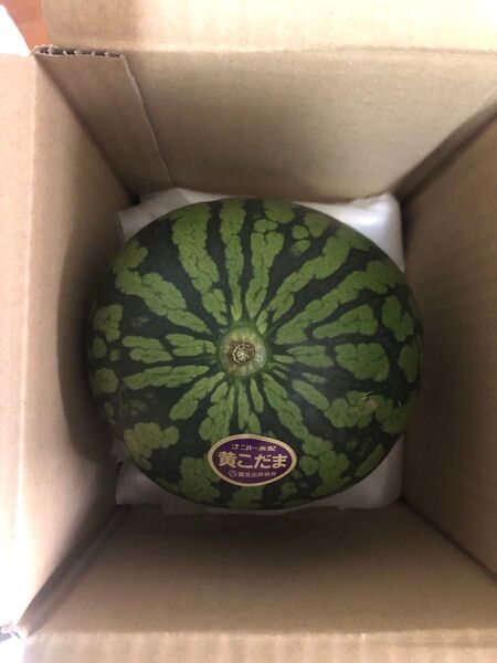 64.数量限定希少黄肉小玉西瓜スイカ1玉入り