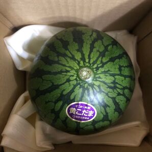 333.数量限定希少黄肉小玉西瓜スイカ1玉入り