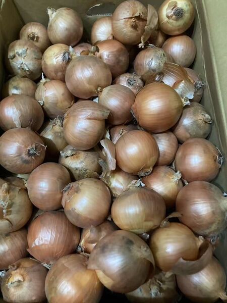 339.特売早勝ち北海道産玉ねぎ箱込み10kg サイズバラ