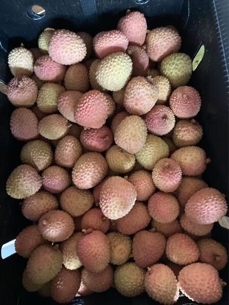 952.新鮮青果生新鮮ライチ 箱込み2kg常温便