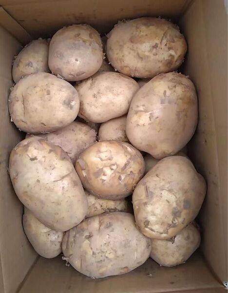 566.お買い得数量限定新じゃがいも箱込み10kg 2L〜4Lサイズ