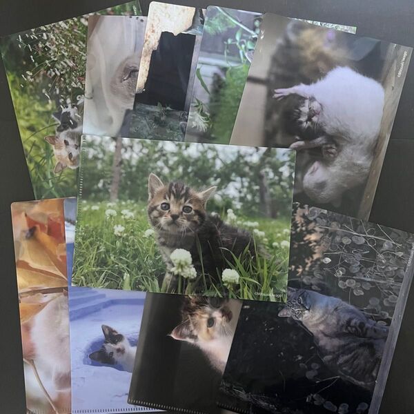 猫ミニファイル ベローチェ ネコ クリアファイル かわいいベローチェと岩合光昭さんのコラボキャンペーン