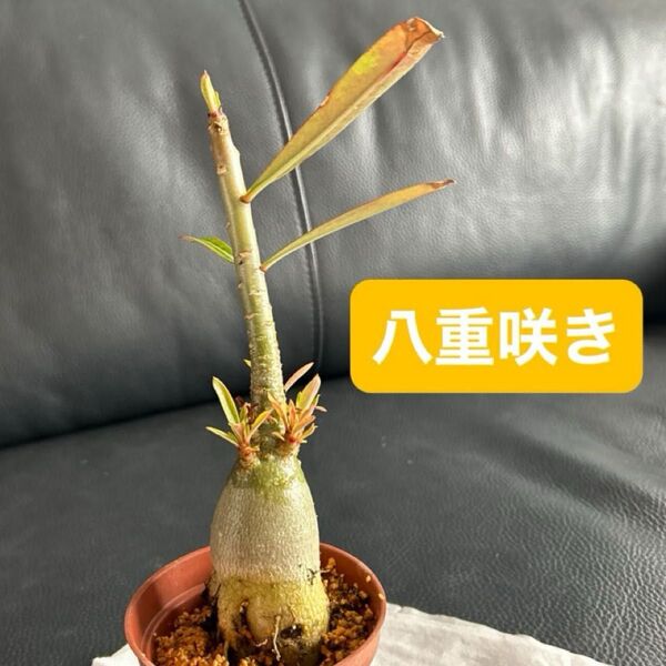 アデニウム アデニューム 魂根植物 砂漠のバラ