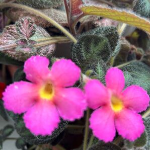 エピスシアピンキスシア 熱帯植物