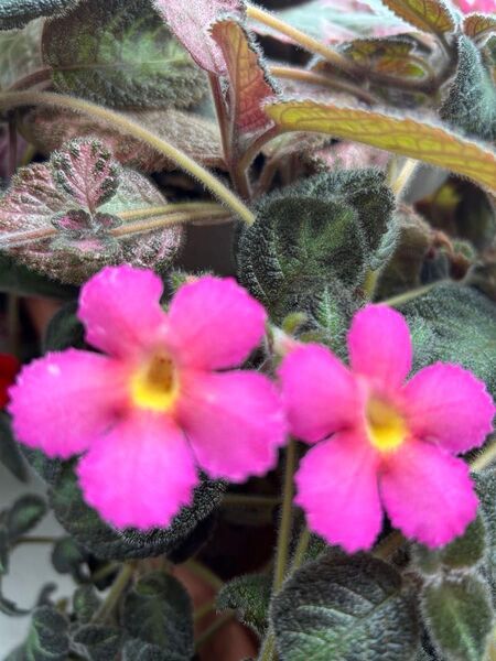 エピスシアピンキスシア 熱帯植物