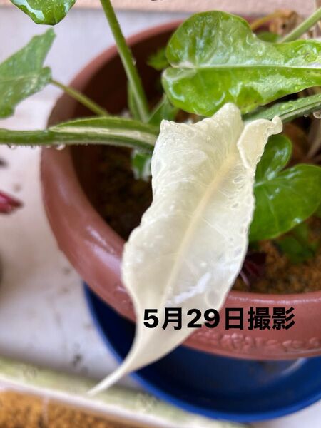 斑入りクワズイモ