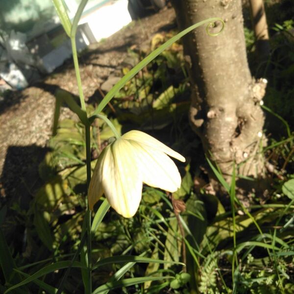 残り1 山野草。編笠ユリ根付き3苗。