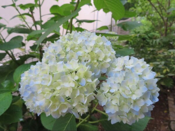 紫陽花ハイドランジア爽やか水色 挿し穂3本とおまけ