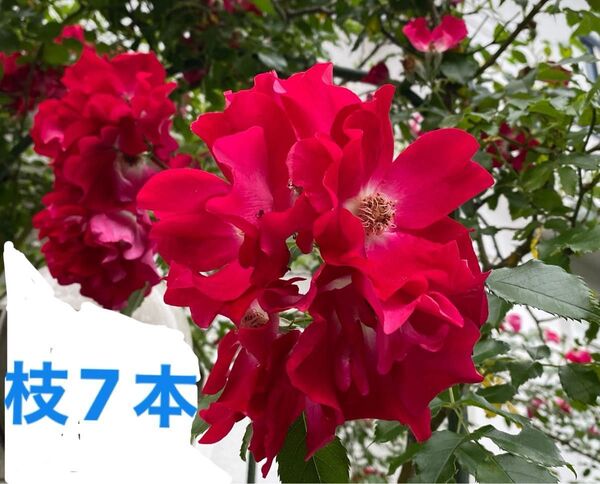 つるバラの挿し木用枝7本(20センチ以上)おまけ付き
