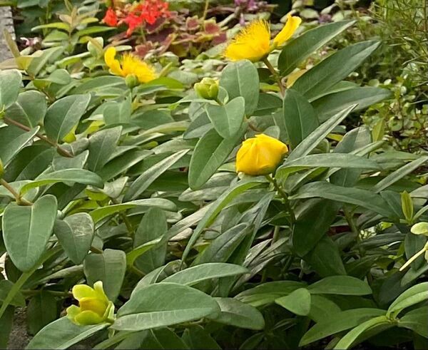 ヒペリカムカリシナム3苗(花芽付き1苗)とモナルダ3苗とおまけ