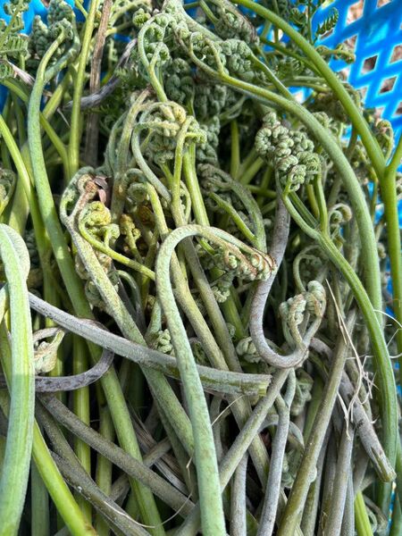 天然 やまからのワラビ 500g