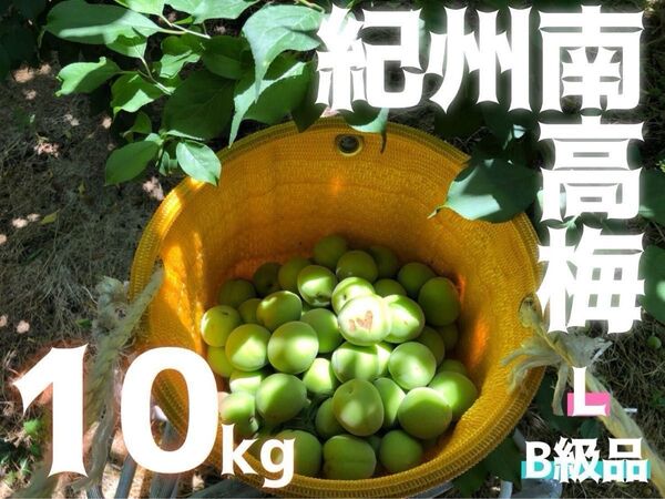 L 10kg 和歌山県産 南高梅 二級品 家庭用 B級品