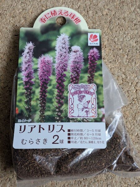 リアトリス 球根 春植え 切り花 ガーデニング 簡単手間なし