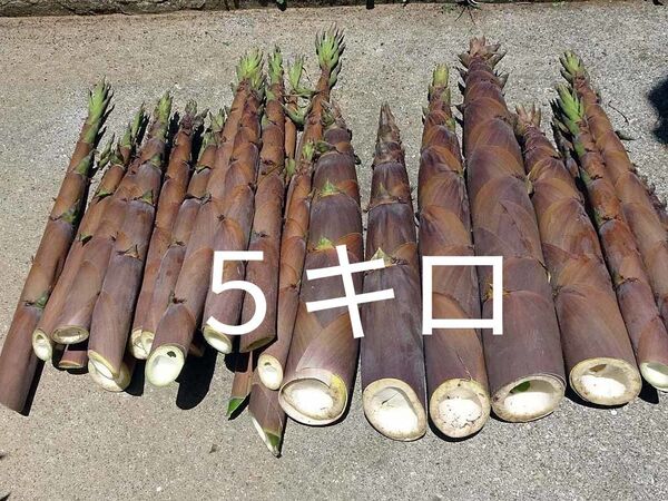 淡竹