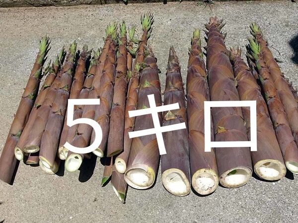 淡竹