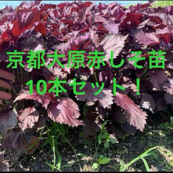 大好評!期間限定!京都大原赤しそ苗10本セット!