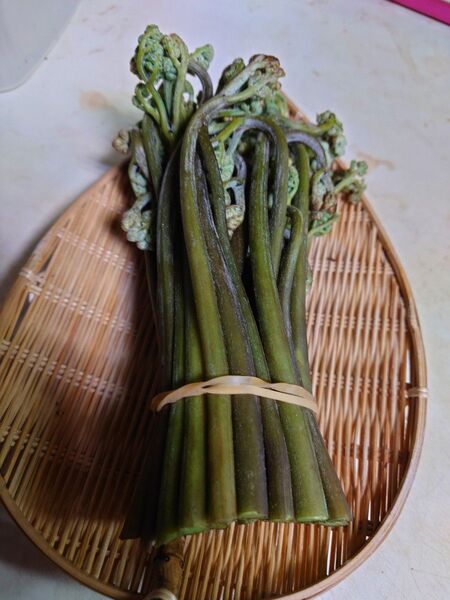 青森県南 産 天然わらび 500g
