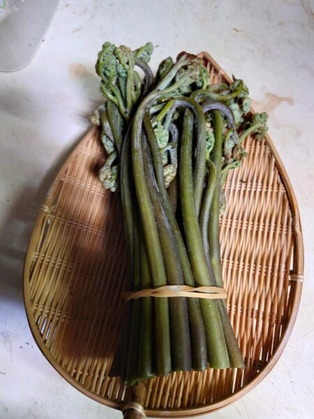 青森県 田子産 天然 わらび 1キロ 専用品