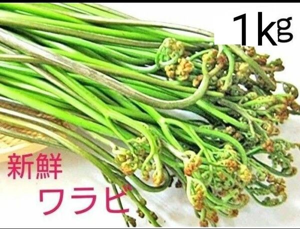 天然わらび とれたて新鮮 山菜 無農薬 ワラビ 蕨 1kg