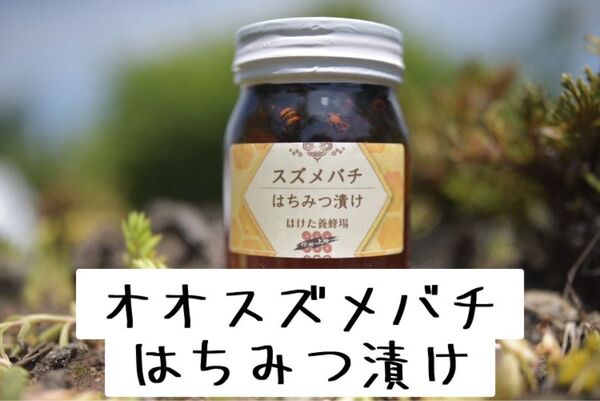 オオスズメバチ はちみつ漬け 生はちみつ 600g 国産 蜂蜜 【生産者直送】