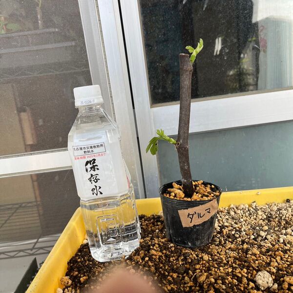 ダルマティー いちじく苗木