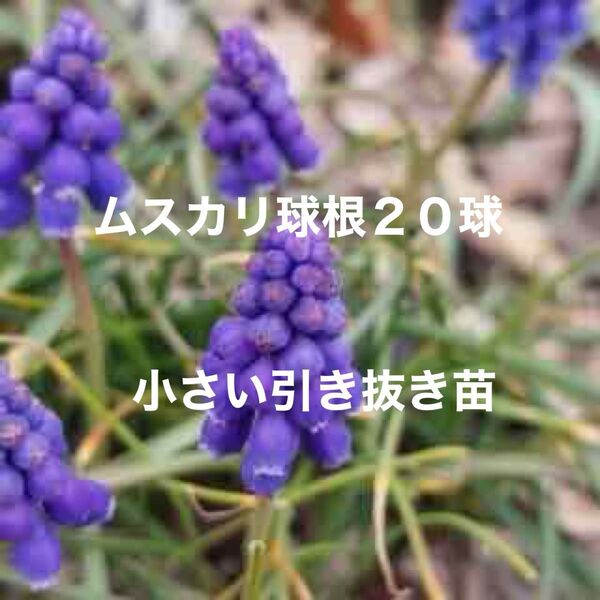 ムスカリ球根 20球 小さい球根 ※引き抜き苗