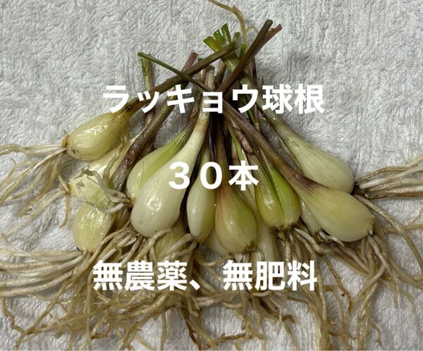 ラッキョウ 球根 30本 *エシャレットはもちろん、家庭菜園にも最適です♪