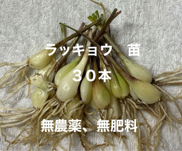 ラッキョウ苗 30本