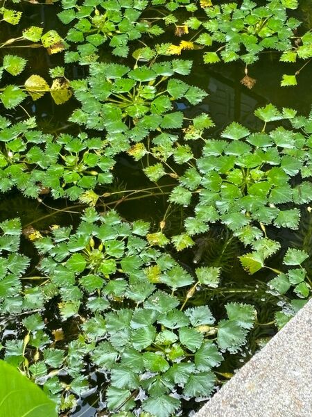 ヒシ苗 2本 ビオトープ 水草