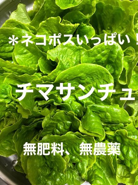 チマサンチュ レタス *ネコポスいっぱい! 焼肉巻き、サラダ、炒め物など
