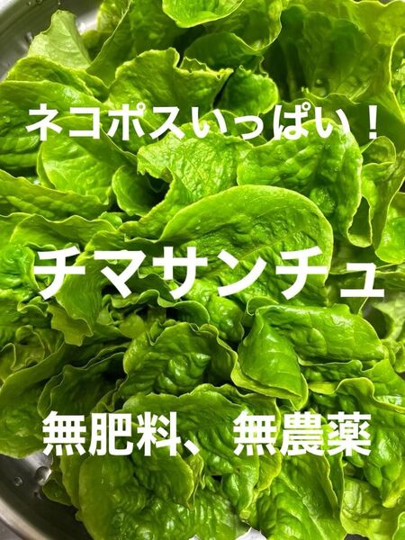 チマサンチュ レタス *ネコポスいっぱい!焼肉巻き、サラダ、炒め物など