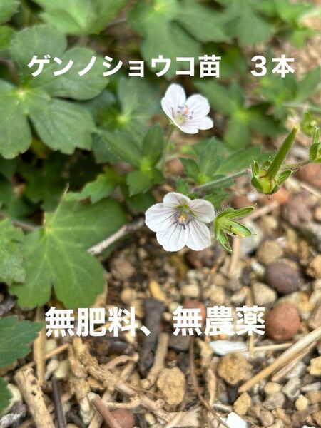 ゲンノショウコ苗 3本 野草