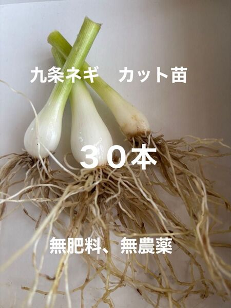 九条ネギ苗 カット苗 30本