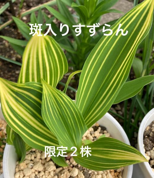 山野草 斑入りすずらん 抜き苗