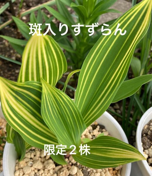 山野草 斑入りすずらん 抜き苗