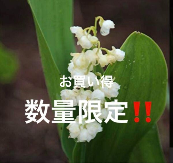 山野草 八重咲きすずらん 抜き苗